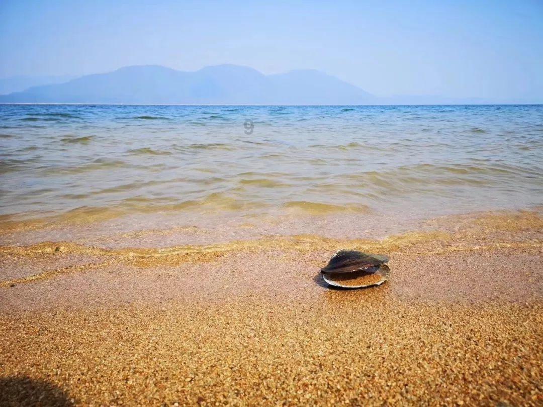 梦想牧场