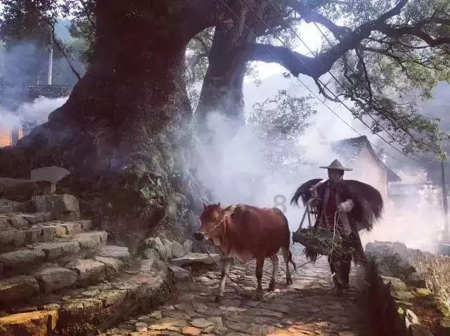 营救小乌龟